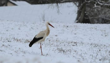 OBRAZOM: Bocian sa prechádza zasneženou krajinou. Fotograf zachytil výnimočný moment