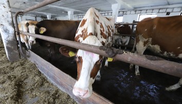 Slintačka a krívačka znamená stratu desiatok miliónov litrov mlieka. Vieme, ako sa to odrazí na cenách v obchodoch