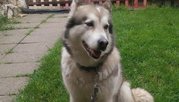 Prípad malamuta, z ktorého si spravili psiu masť: Štvorica mužov dostala trest