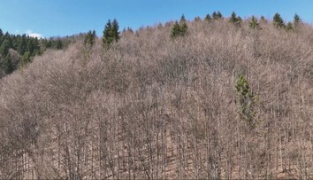 Slovenské lesy trápi sucho. Listnaté stromy sa správajú úplne inak, než je zvykom