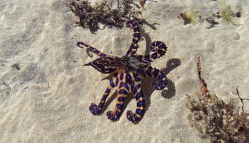 V mušli sa skrývalo smrteľné nebezpečenstvo. Ženu na pláži v Sydney pohrýzla prudko jedovatá chobotnica