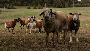 Agresívny baran opäť útočil. Na Myjave vážne zranil dôchodkyňu, teraz naháňal aj jej syna