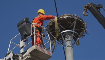 Domov sa vracajú z tisícok kilometrov. Bociany v tejto dedine čaká po zime veľké prekvapenie