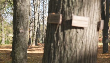 Prírodný cintorín bez hrobov a kameňov: Miesto, kde sa ľudia po smrti vracajú späť do prírody