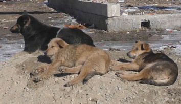 Psy našli v zúboženom stave. Kastrácie počas sviatkov v dedine nechcú