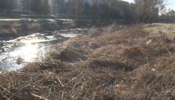 Stromy vo Svidníku vyrúbali, neporiadok nechali. Ľudia hovoria aj o nebezpečenstve