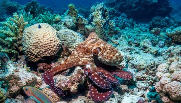 VIDEO: Chobotnice sú ešte inteligentnejšie, ako sme si mysleli. Vedci u nich objavili nečakanú schopnosť