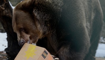 Nečakaná smrť v bratislavskej zoo. Zomrel legendárny medveď Félix