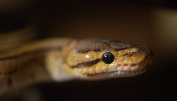 Chúďa žena! Had jej vliezol do chúlostivého otvoru