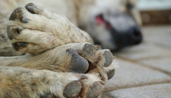 Zdanlivo nevinné prechádzky môžu psom ublížiť. Veterinári varujú pred častou chybou majiteľov