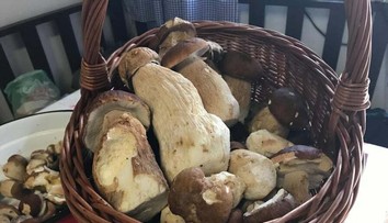 Už rastú! Pani Jana sa z lesa vrátila s takouto bohatou nádielkou