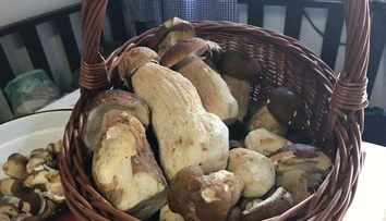 Už rastú! Pani Jana sa z lesa vrátila s takouto bohatou nádielkou