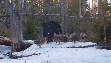 Tarabov rezort ustupuje pri lokalitách s hlucháňom. Naopak, zjazdovky ostávajú v zóne s nižším stupňom ochrany