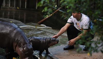 Mláďa hrocha sa stalo fenoménom. Je inšpiráciou pre oblečenie aj kozmetiku