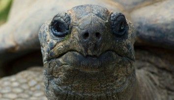 Korytnačka spôsobila železniciam nemalé problémy. Vyliezla na koľajnice a nedovolila vlakom pokračovať v jazde