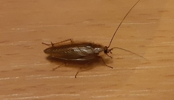 Bratislavské internáty zamorili šváby. Odborník však zdôrazňuje dôležitú vec