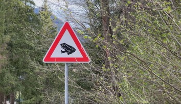 Cesta pri Ružomberku sa zmenila na pohrebisko. Jarná migrácia žiab sa skončila tragicky