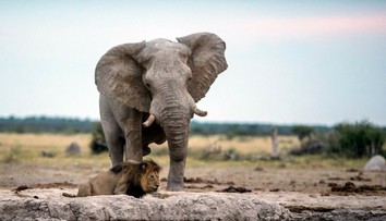 Pytliak chcel zabiť nosorožca. Udupal ho slon a následne ho zožrali levy