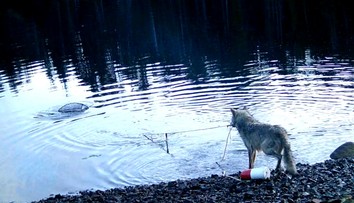 VIDEO: Poškodené pasce boli dlho záhadou. Vlci v Kanade prekvapili vedcov svojimi schopnosťami