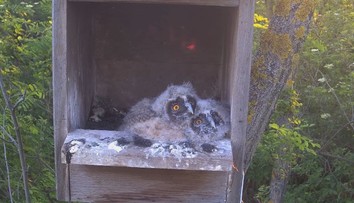 Zo sovíčat, ktoré vyrastali pred webkamerou, sa stali polosiroty. Mamu zabil predátor