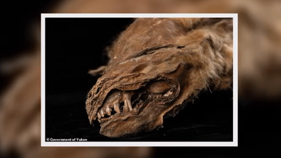 Vedci objavili v permafroste dokonale zachované telo vĺčaťa. Žilo pred tisíckami rokov