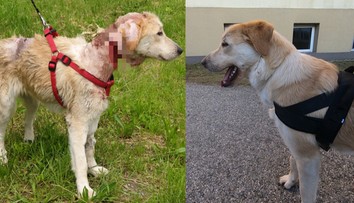 Psíka Balu pravdepodobne týrali. Vďaka implantátu z 3D tlačiarne môže žiť