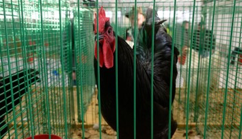 Muž dostal pokutu za hlučného kohúta. Vták budil susedov každý deň už o tretej ráno