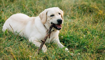 Práca snov? Rodina ponúka takmer 70-tisíc ročne za starostlivosť o ich psa
