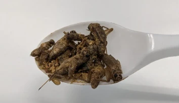 Netradičná diéta, ktorá vás prekvapí: Budete sa čudovať, aké jedlá odporúčajú šéfkuchári