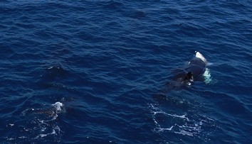 VIDEO: Najobávanejší tvor oceánov už nie je vrchole potravinového reťazca. Žralok modrý našiel svojho predátora