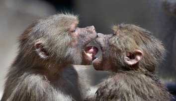 Vedci skúmali pôvod bozku. Zrejme sa bozkávali už naši prapredkovia spred viac než 20 miliónov rokov