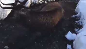 Pohľad, ktorý vháňa slzy do očí. Vo Vysokých Tatrách ležal v potoku zranený jeleň, odborníci odmietli zasiahnuť