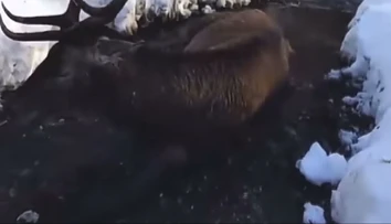 Pohľad, ktorý vháňa slzy do očí. Vo Vysokých Tatrách ležal v potoku zranený jeleň, odborníci odmietli zasiahnuť