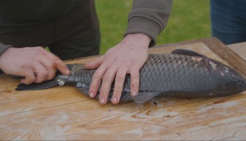 Obávate sa kostí v kaprovi? Rybár nám ukázal, ako ho očistiť tak, aby ich bolo čo najmenej