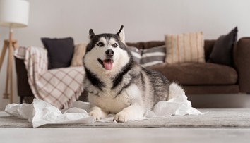 Na veľké nebezpečenstvo ich upozornilo zvracanie psa. Inak by ich vynášali v čiernych vreciach