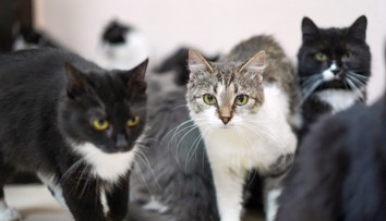 Má vaša mačka poruchy správania? Poradíme, ako vyriešiť škrabanie nábytku či močenie po byte