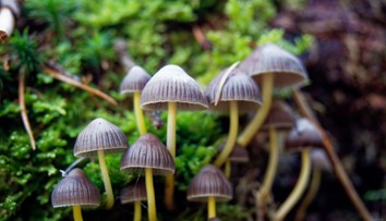 „Magické“ huby, ktoré rastú aj u nás, vyvolávajú stavy ako LSD. Háčik je v tom, že sa po nich môžete zblázniť