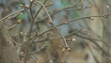 Rekordné teploty pobláznili slovenskú prírodu. Rastliny robia niečo nevídané, odborníci varujú