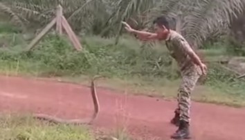 Čo to s ním urobil? Vojak úplne paralyzoval najdlhšieho jedovatého hada na svete