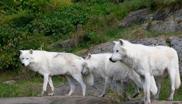 Nešťastie v safari parku neďaleko Paríža. Ženu napadli tri vlky, jej stav je kritický
