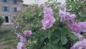 Viete, ako sa vyrába najdrahší olej na svete? Takto sa lupene menia na tekuté zlato