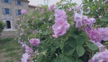 Viete, ako sa vyrába najdrahší olej na svete? Takto sa lupene menia na tekuté zlato