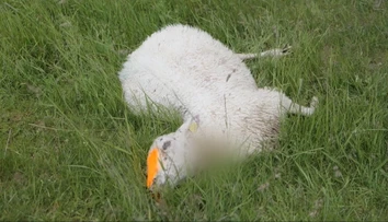 Vlky pod Tatrami zaútočili na ovčie stáda. Pastier mal slzy na kraji, telá našiel po celom chotári
