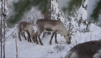 Sob Rudolf nie je len symbolom Vianoc. Žije vo Fínsku a ľudia chodia zisťovať, čo robí zvyšných 364 dní v roku