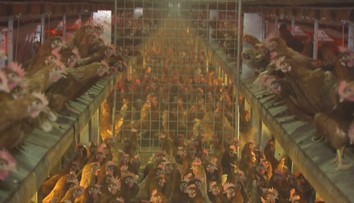 V kvalite vajec z klietok a podstieľok nie je rozdiel, tvrdia hydinári