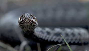 Jedovatý had v Chorvátsku: Hra na záhrade sa pre 6-ročného chlapca zmenila na boj o život