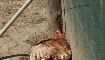Nebezpečná nákaza zabila za pár hodín takmer celý chov hydiny. Veterinári odhalili aj jej pravdepodobný zdroj