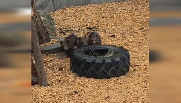 VIDEO: Veľká novinka v bojnickej ZOO. Populárne medvieďatá uvidia už aj návštevníci