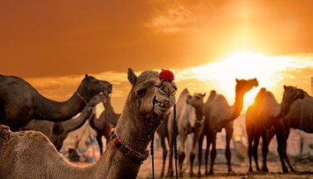 Súťaž krásy tiav toto ešte nezažila. Majitelia vylepšili svoje zvieratá botoxom