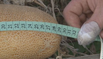 Záhradkár zo Svidníka sa pochválil megauhorkou. Ku gigantickým rozmerom prispel aj známy trik